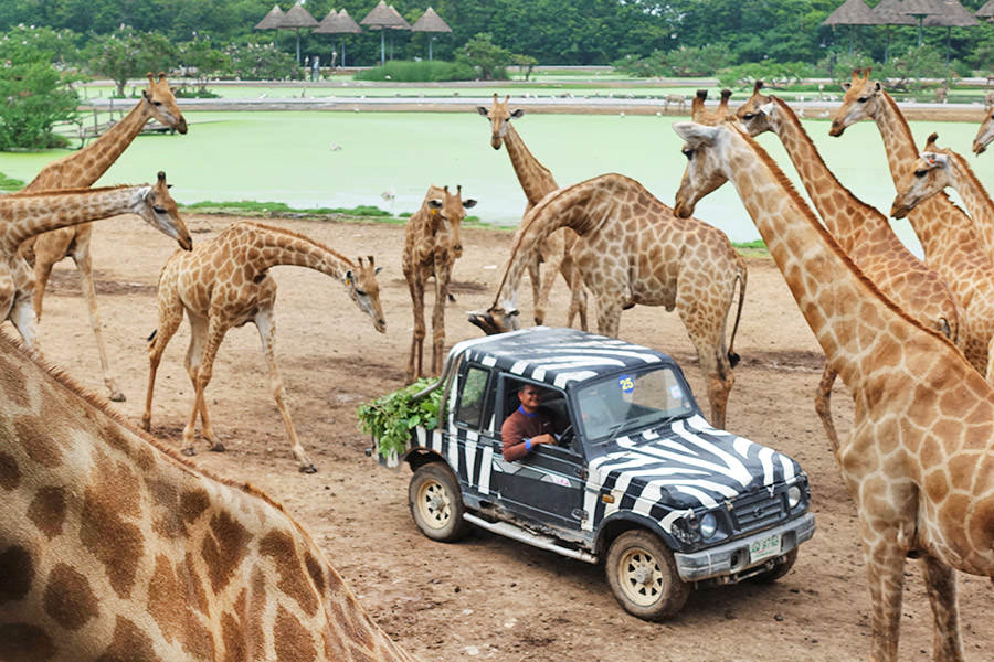 Safari world